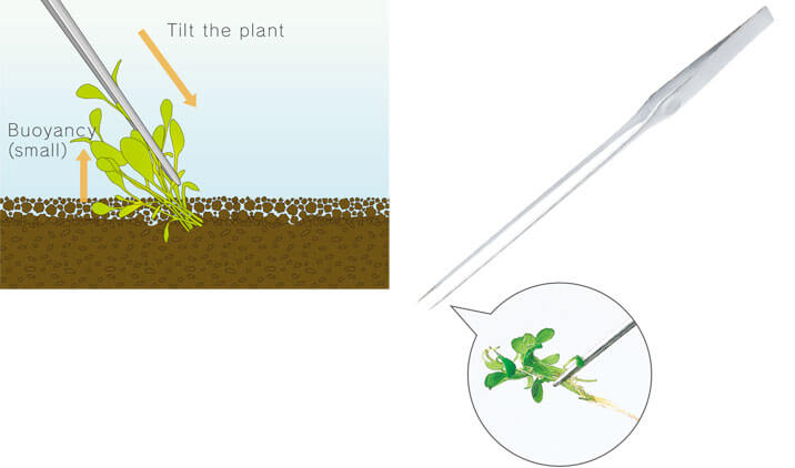 метод посадки аквариумных растений при помощи пинцета - инструкция ADA