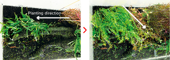 Направление высадки аквариумных растений по инструкции ADA