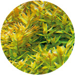 Rotala macrandra (Green)