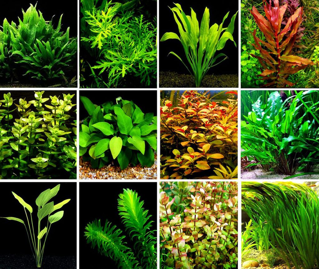 Советы по акваскейпу: как создать свой первый акваскейп aquascaping aquarium plants 1024x8631 1 AquaDeco Shop