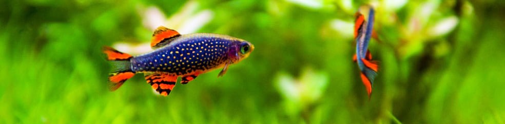 Советы по акваскейпу: как создать свой первый акваскейп aquascaping fish celestial danio1 AquaDeco Shop