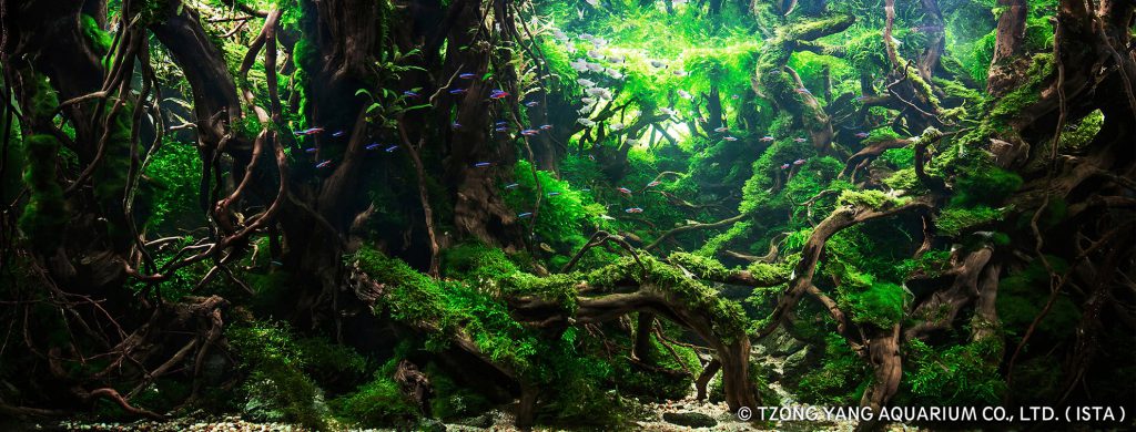 Руководство по выращивание аквариумного мха aquatic moss aquascaping 1 1024x3901 1 AquaDeco Shop