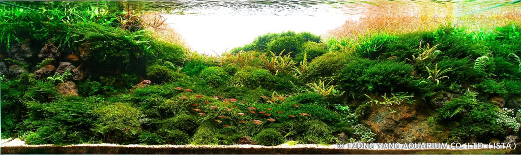 Руководство по выращивание аквариумного мха aquatic moss aquascaping 3 1024x3051 1 AquaDeco Shop