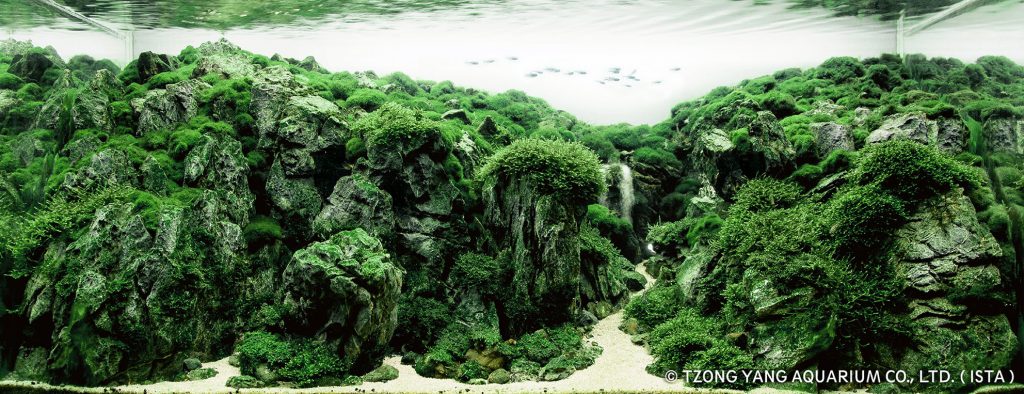 Руководство по выращивание аквариумного мха aquatic moss aquascaping 5 1024x3941 1 AquaDeco Shop