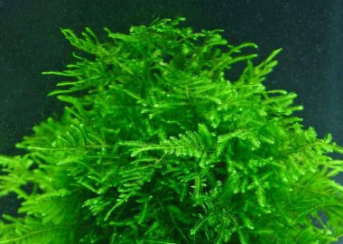 AquaDeco Shop - замовити акваріум в Києві. Акваріумний магазин aquatic moss guide aquascaping AquaDeco Shop