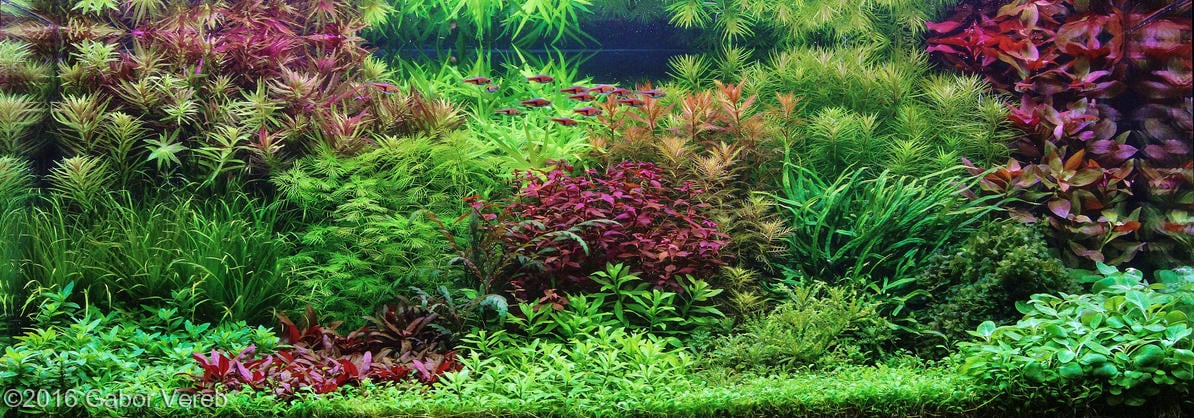 Голландский аквариумный акваскейп: стиль 1930-х dutch aquarium aquascape 21 AquaDeco Shop