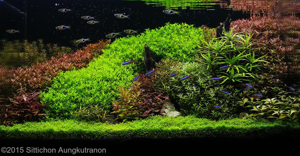 Голландский аквариумный акваскейп: стиль 1930-х dutch aquarium aquascape 41 AquaDeco Shop