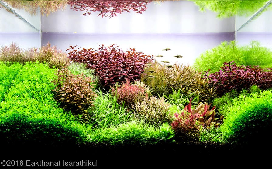 Голландский аквариумный акваскейп: стиль 1930-х dutch aquarium aquascape 51 AquaDeco Shop