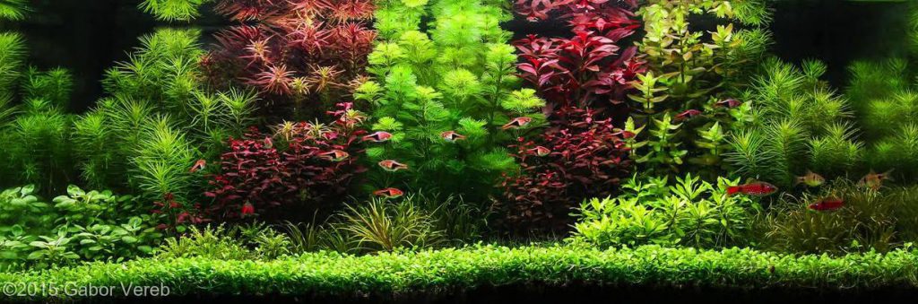 Советы по акваскейпу: как создать свой первый акваскейп dutch aquascape contrast aquascaping 1024x3391 1 AquaDeco Shop