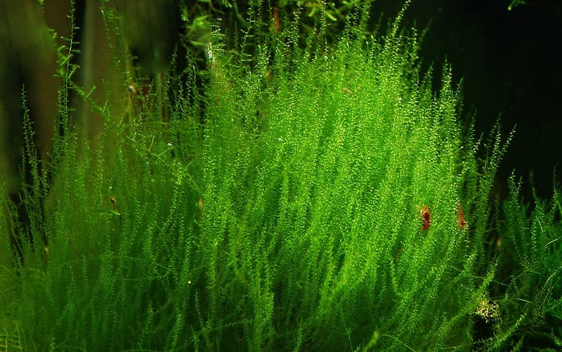 Руководство по выращивание аквариумного мха stringy moss aquascaping1 AquaDeco Shop