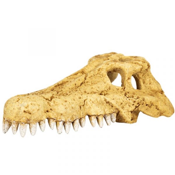 Череп крокодила Repti-Zoo Crocodile Skull S 11x6x4см (ERS34S) | AquaDeco shop;Череп крокодила Repti-Zoo Crocodile Skull S 11x6x4см (ERS34S) | AquaDeco shop;Череп крокодила Repti-Zoo Crocodile Skull S 11x6x4см (ERS34S) | AquaDeco shop;Череп крокодила Repti-Zoo Crocodile Skull S 11x6x4см (ERS34S) | AquaDeco shop;Череп крокодила Repti-Zoo Crocodile Skull S 11x6x4см (ERS34S) | AquaDeco shop;Череп крокодила Repti-Zoo Crocodile Skull S 11x6x4см (ERS34S) | AquaDeco shop;Череп крокодила Repti-Zoo Crocodile Skull S 11x6x4см (ERS34S) | AquaDeco shop;Череп крокодила Repti-Zoo Crocodile Skull S 11x6x4см (ERS34S) | AquaDeco shop;Череп крокодила Repti-Zoo Crocodile Skull S 11x6x4см (ERS34S) | AquaDeco shop;Череп крокодила Repti-Zoo Crocodile Skull S 11x6x4см (ERS34S) | AquaDeco shop