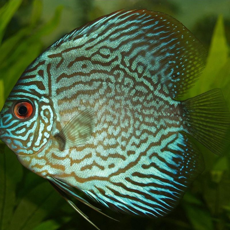 Дискус Блу Даймонд 5-6см Blue Discus AquaDeco Shop