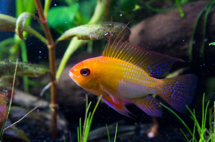 Дискус Блу Даймонд 5-6см apistogramma ramirezi zolotaya AquaDeco Shop