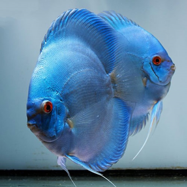 Дискус Блу Даймонд 5-6см blue diamond breeding pair 2 AquaDeco Shop