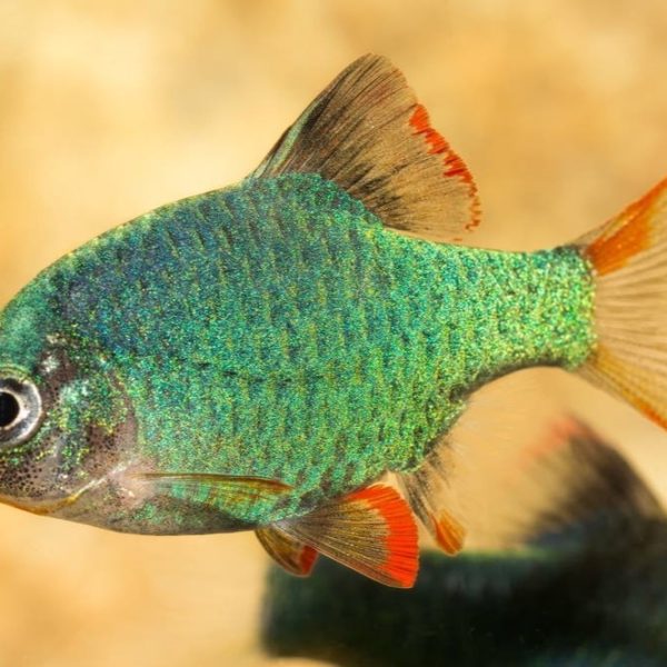 Дискус Блу Даймонд 5-6см green tiger barb AquaDeco Shop