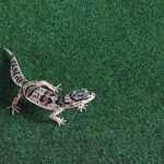 Коврик-субстрат Komodo Reptile Carpet 60x50см (83028) 4742.970 AquaDeco Shop