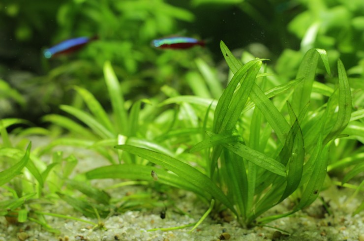 Топ 10 найкращі акваріумні рослини для початківців 9 AquaDeco Shop Топ 10 найкращі акваріумні рослини для початківців sagittariya karlikovaya1 AquaDeco Shop