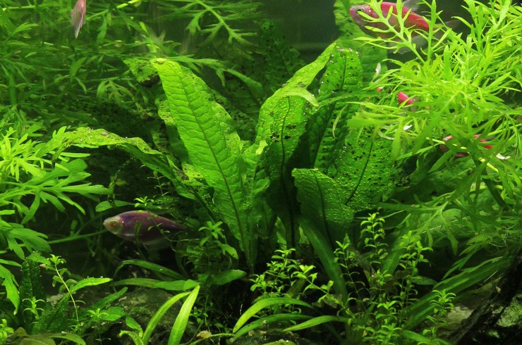 Топ 10 найкращі акваріумні рослини для початківців 6 AquaDeco Shop Топ 10 найкращі акваріумні рослини для початківців tailandskij paporotnik1 AquaDeco Shop