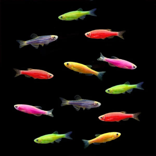 Дискус Пиджен 5-6см Assorted Danio Collection 12 ct AquaDeco Shop