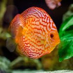 Дискус Пиджен 5-6см DISCUS PIDGEON BLOOD Symphysodon sp AquaDeco Shop