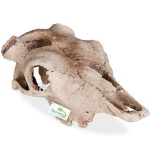 Декорация черепа буйвола Terrario Buffalo Skull 21x12x8см (22128)