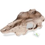 Декорация черепа буйвола Terrario Buffalo Skull 21x12x8см (22128) 20657.970 AquaDeco Shop