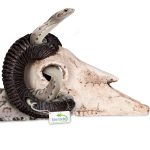 Декорація череп барана Terrario Ram Skull 19x16x11см (191712) 20660.970 AquaDeco Shop