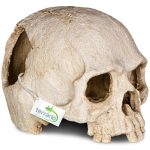 Декорация черепа человека Terrario Human Skull 14x11x11см (151211) 20684.970 AquaDeco Shop