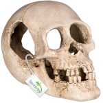 Декорация черепа человека Terrario Human Skull XL 15x10x9см (161012)