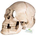 Декорация черепа человека Terrario Human Skull XL 15x10x9см (161012) 20698.970 AquaDeco Shop