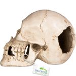 Декорация черепа человека Terrario Human Skull XL 15x10x9см (161012) 20699.970 AquaDeco Shop